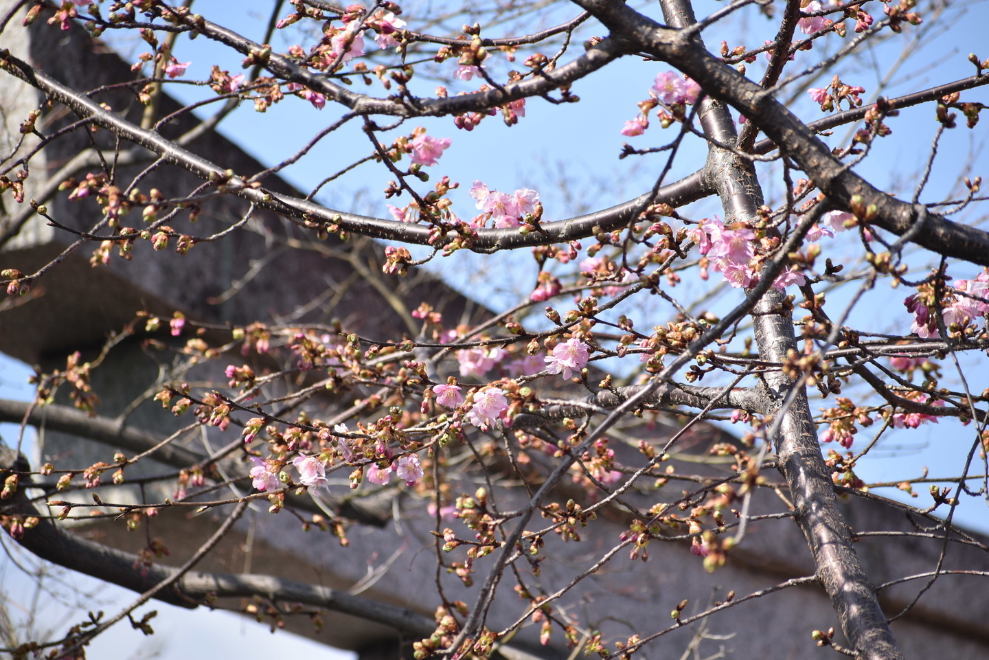車折神社 咲きはじめ 2021年2月11日 撮影:MKタクシー