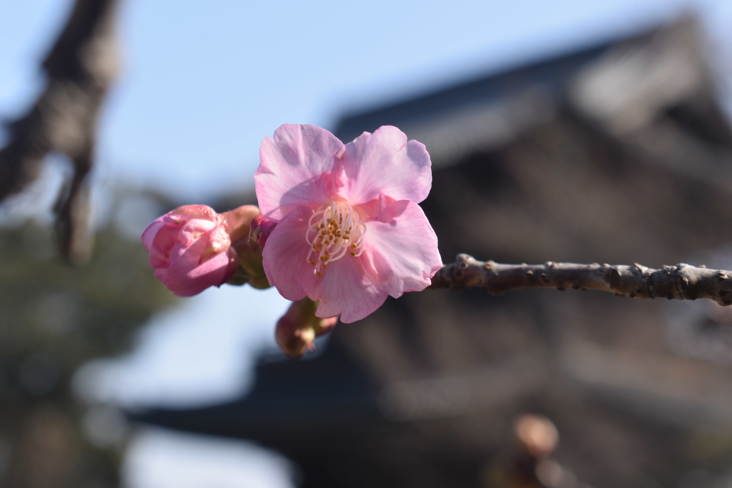 清凉寺　ちらほら　2021年2月11日　撮影：MKタクシー