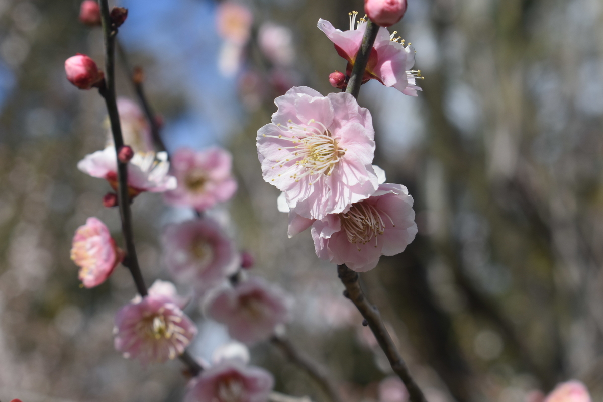 見驚(京都府立植物園) 野梅系・野梅性 撮影:MKタクシー