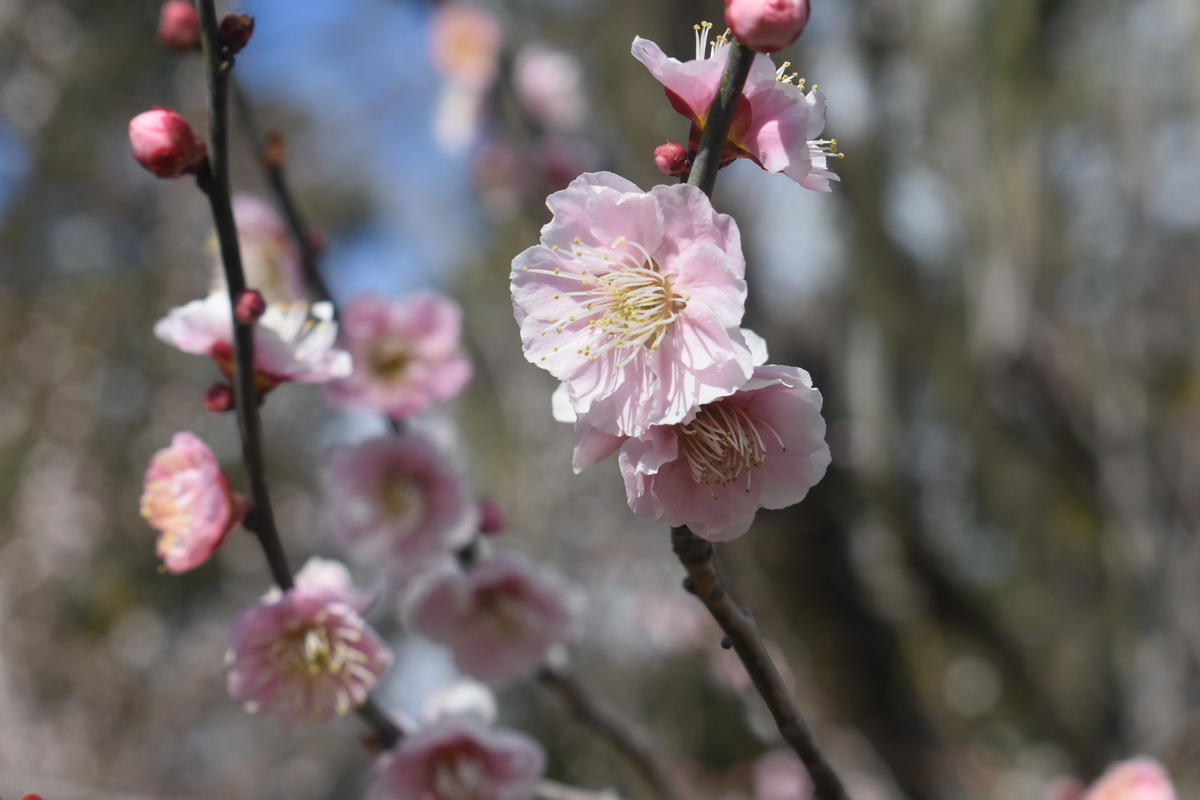 見驚（京都府立植物園）　野梅系・野梅性　撮影：MKタクシー