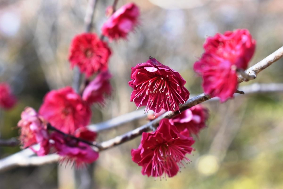 鹿児島紅(京都府立植物園) 緋梅系・緋梅性 撮影:MKタクシー