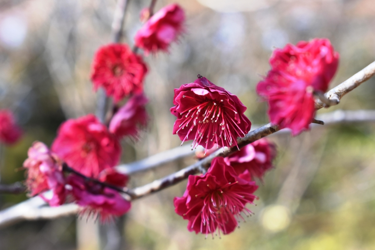 鹿児島紅（京都府立植物園）　緋梅系・緋梅性　撮影：MKタクシー