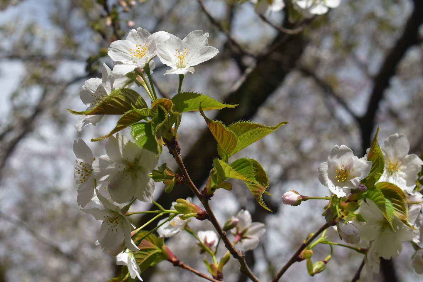 梅小路公園　五分咲き　2019年3月31日　撮影：MKタクシー