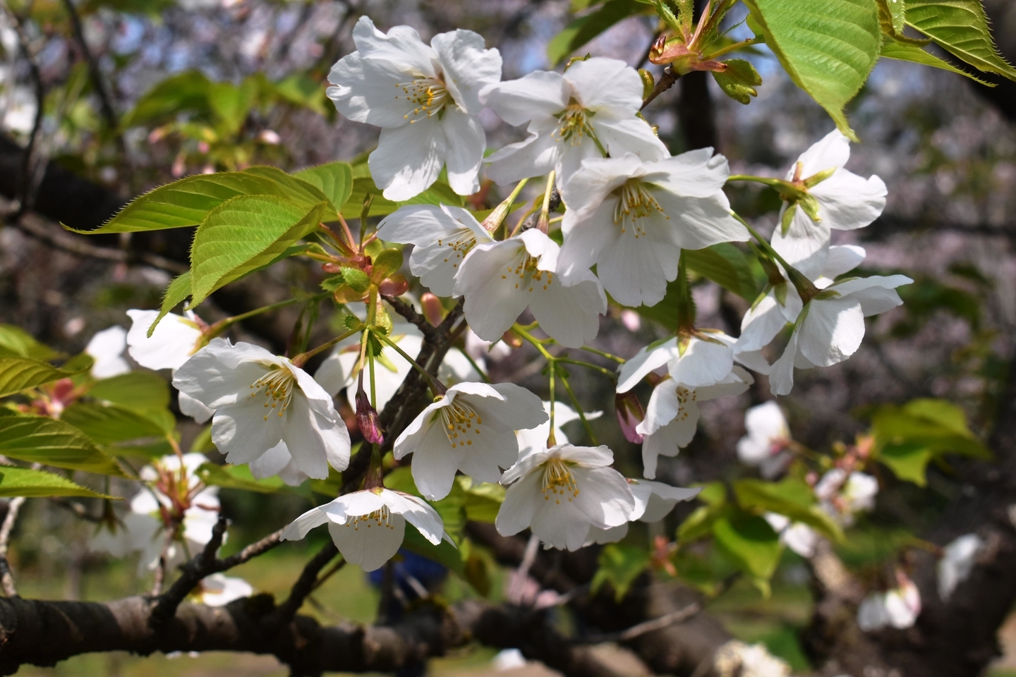 京都府立植物園 見頃 2019年4月7日(平年4月7日相当) 撮影:MKタクシー