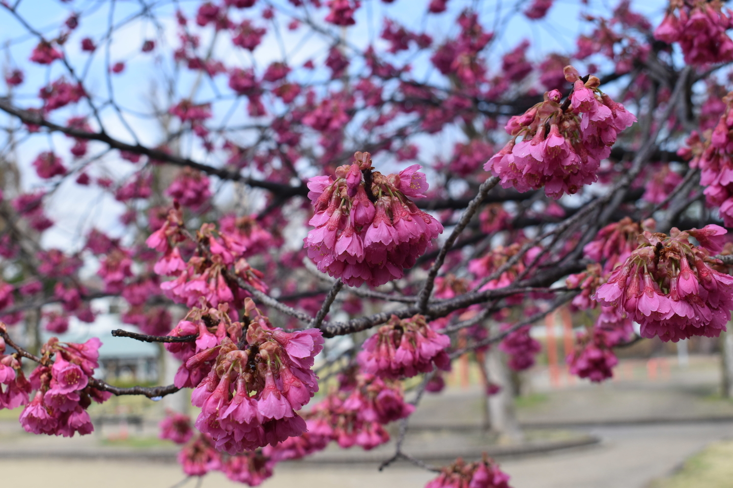 二条公園 見頃 2019年3月16日(平年3月21日相当) 撮影:MKタクシー
