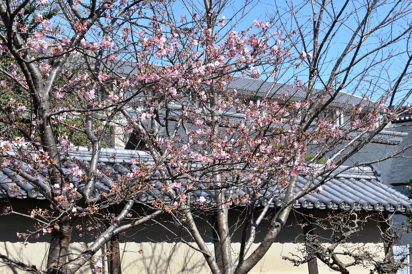 東寺 三分咲き 2020年2月21日 撮影:MKタクシー