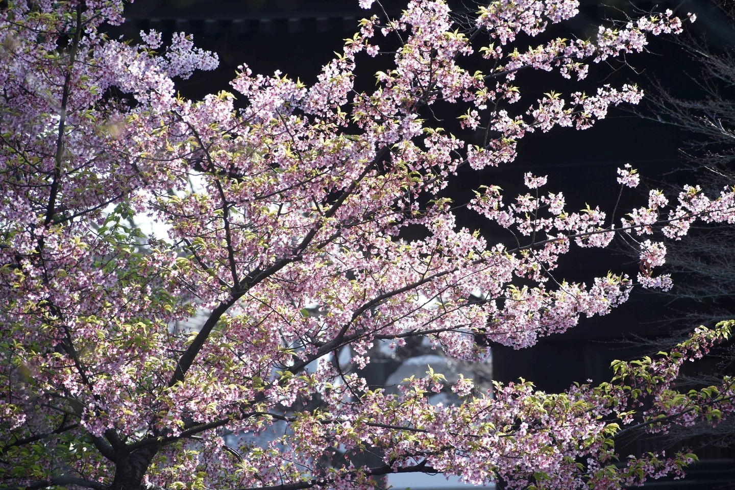 東寺（五重塔前）　散りはじめ　2019年3月26日（平年3月28日相当）　撮影：MKタクシー