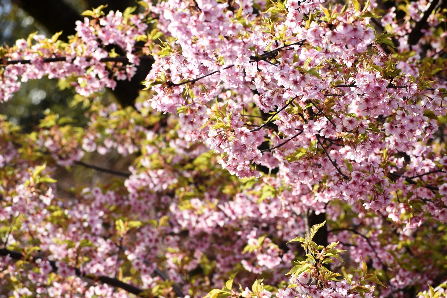 京都府立植物園 見頃 2019年3月24日(平年3月27日相当) 撮影:MKタクシー