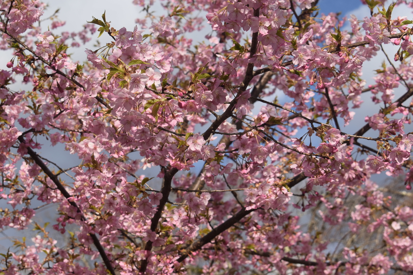 京都府立植物園 見頃 2019年3月16日(平年3月21日相当) 撮影:MKタクシー
