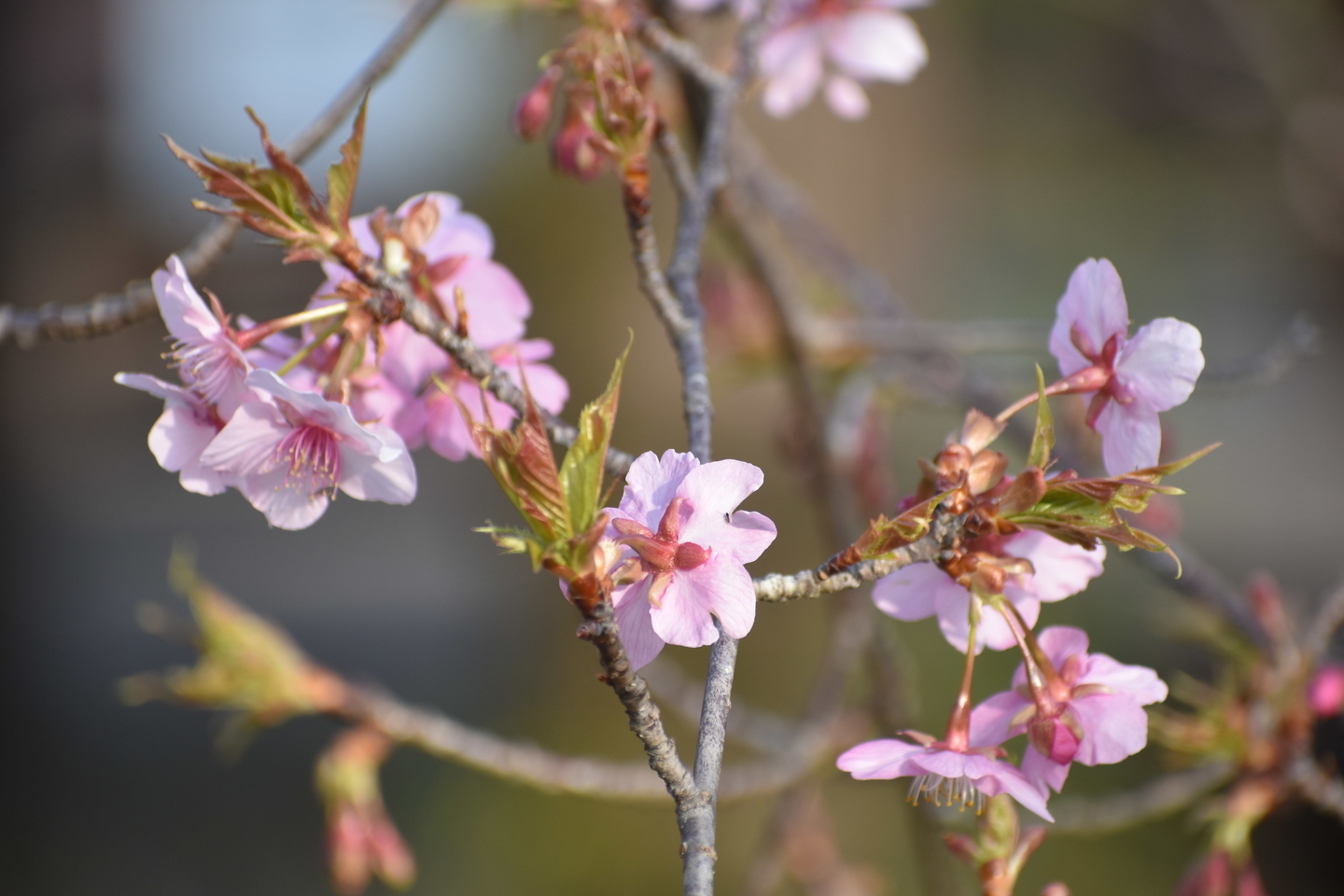 京都府立植物園 咲きはじめ 2019年3月2日(平年3月7日相当) 撮影:MKタクシー