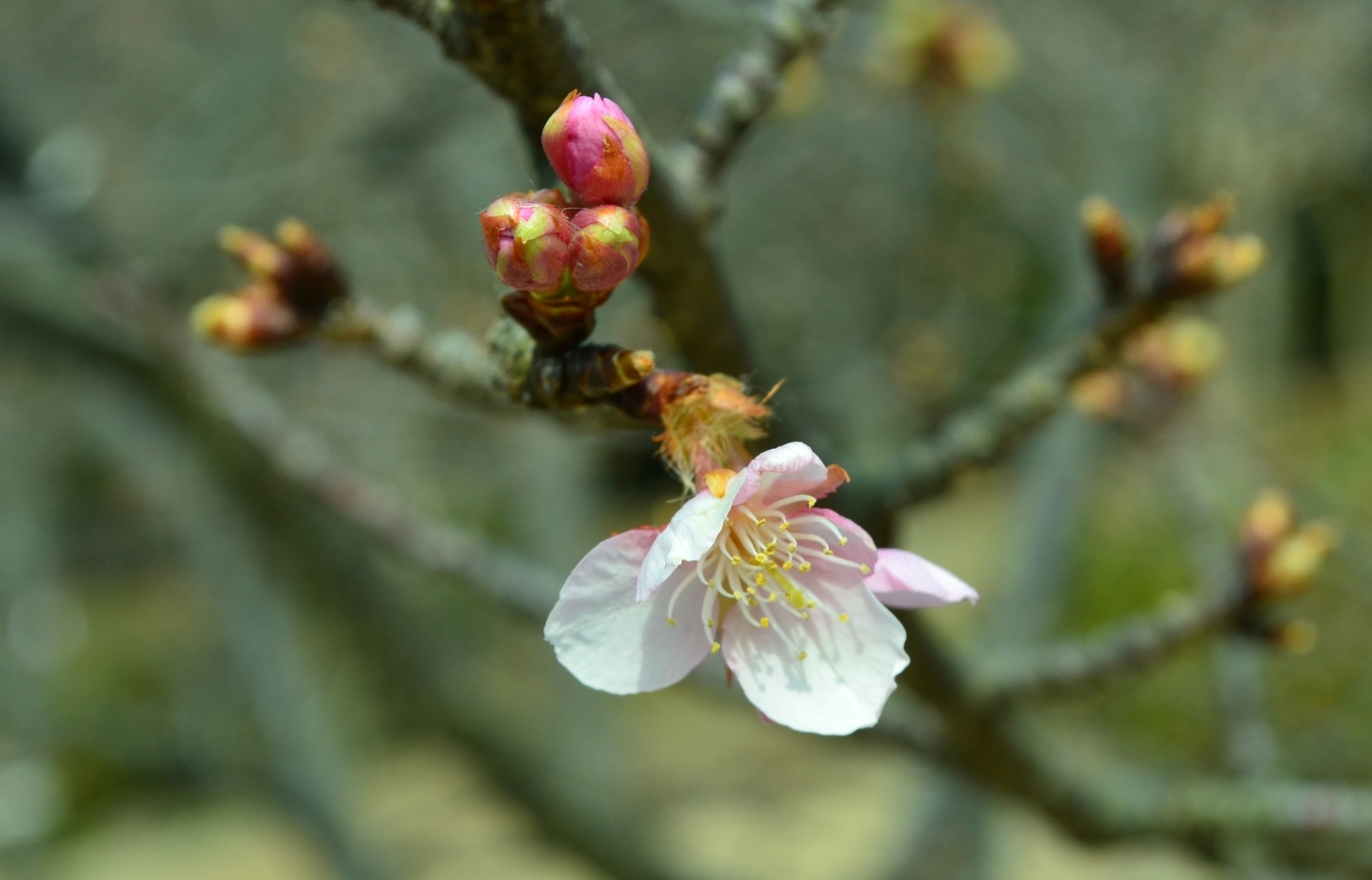 宇治市植物公園 咲きはじめ 2018年2月25日(平年2月24日相当) 撮影:MKタクシー