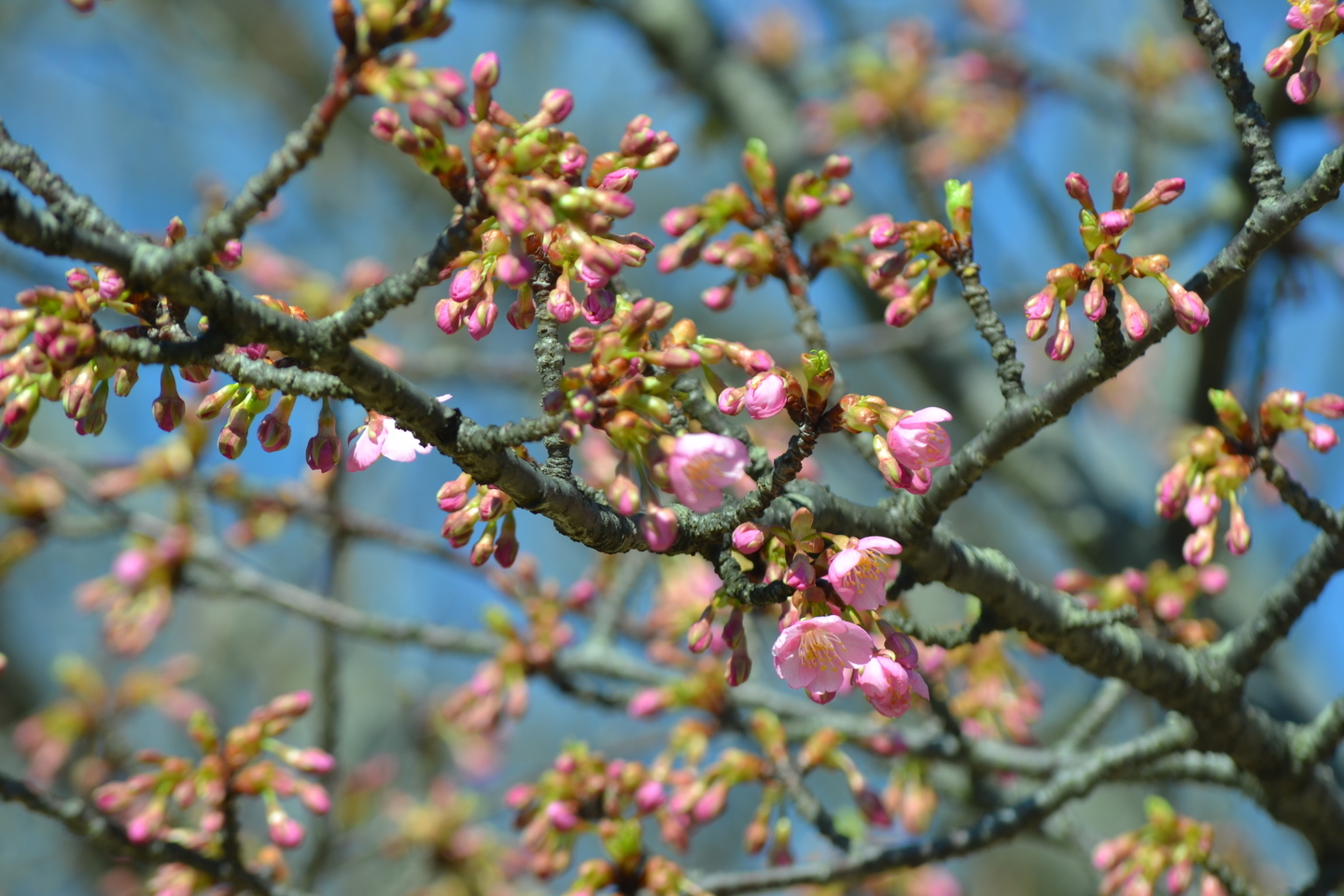 宇治市植物公園 咲きはじめ 2018年3月10日(平年3月7日相当) 撮影:MKタクシー