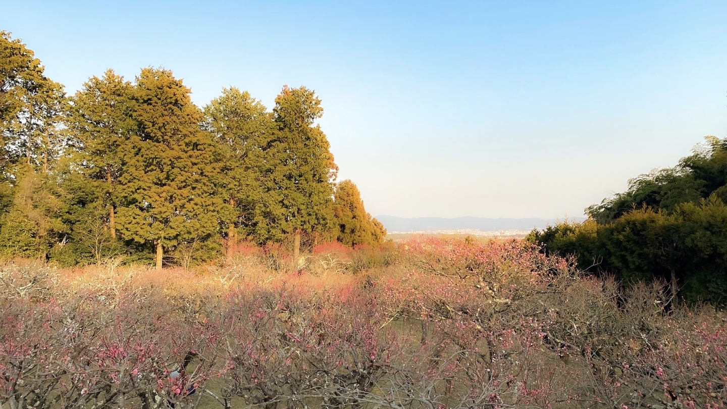 紅梅（梅林）　三分咲き　2021年2月20日　撮影：MKタクシー