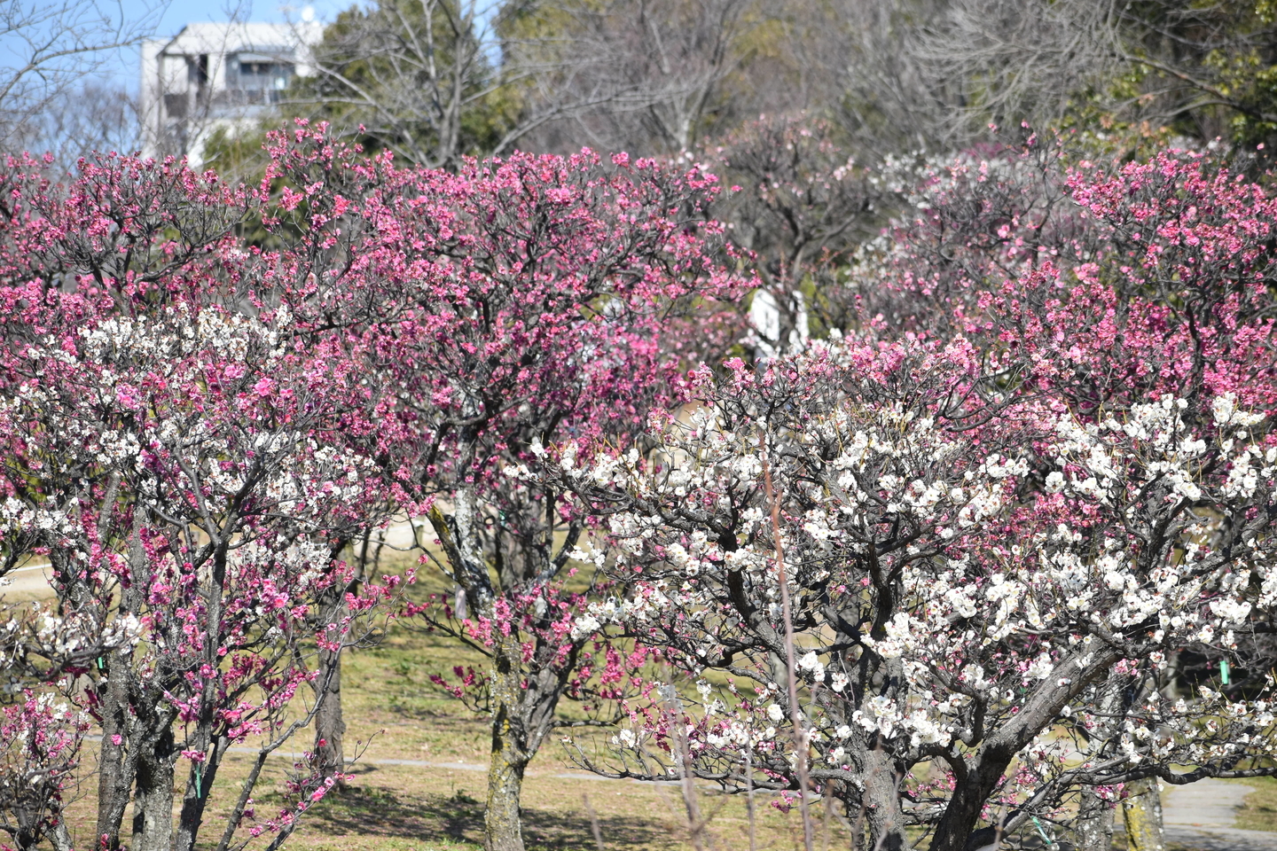 梅林　見頃　2021年2月22日　撮影：MKタクシー