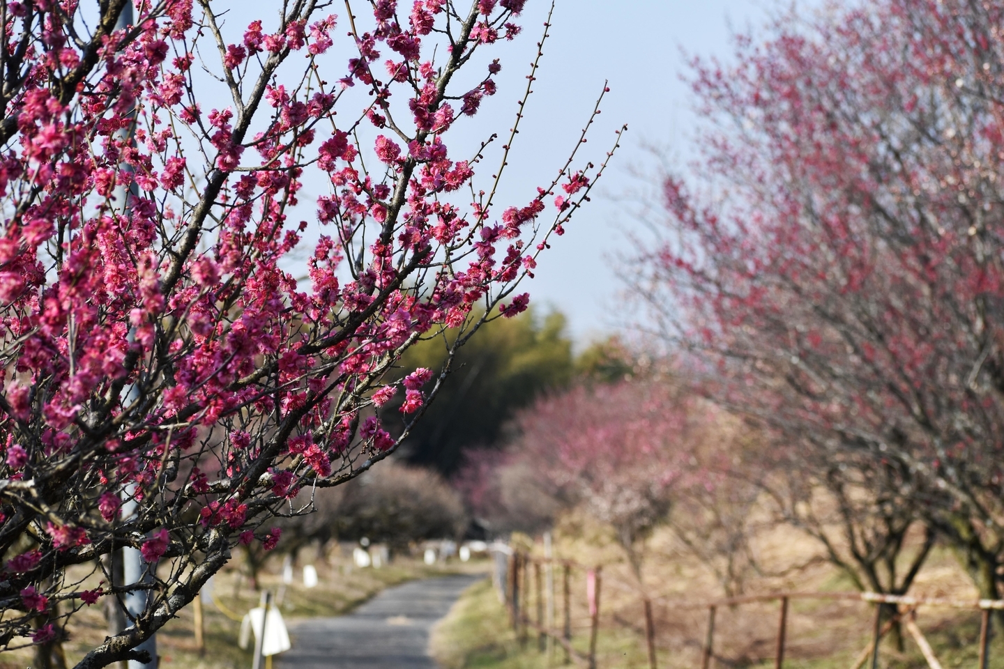 紅梅（梅まつり会場付近）　五分咲き　2021年2月21日　撮影：MKタクシー