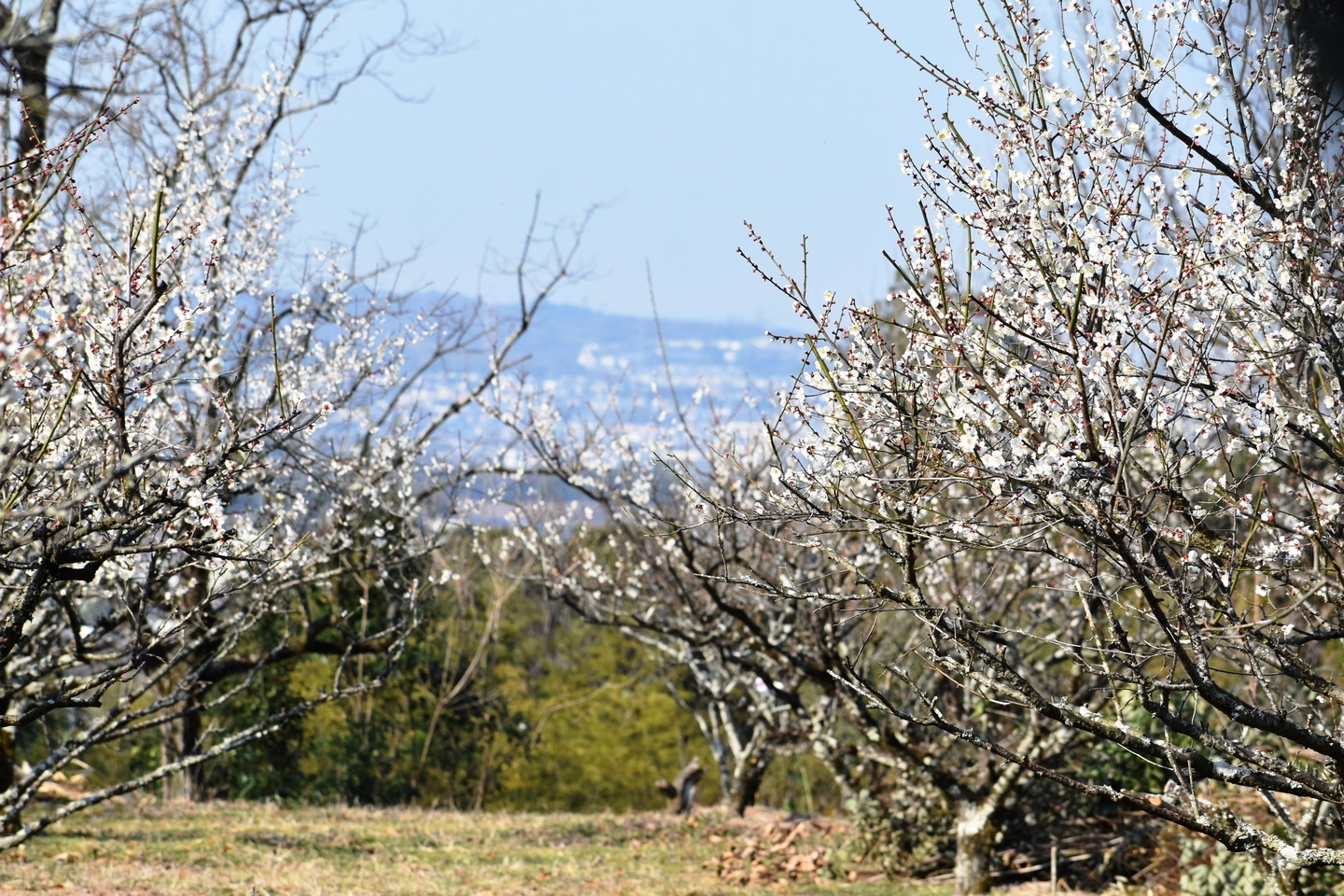 城州白（堂山）　五分咲き　2021年2月21日　撮影：MKタクシー