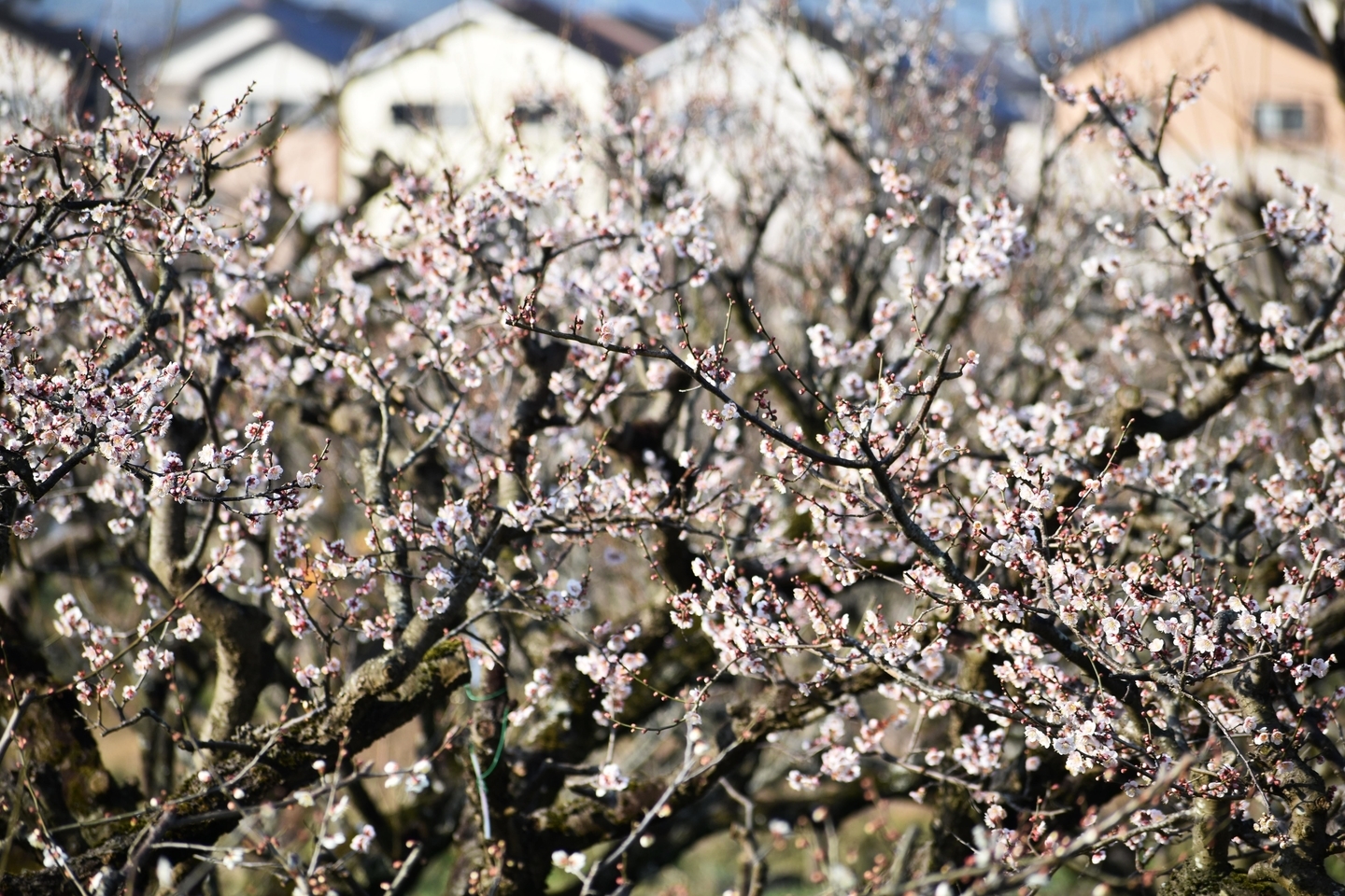 白梅(市辺梅林) 三分咲き 2021年2月21日