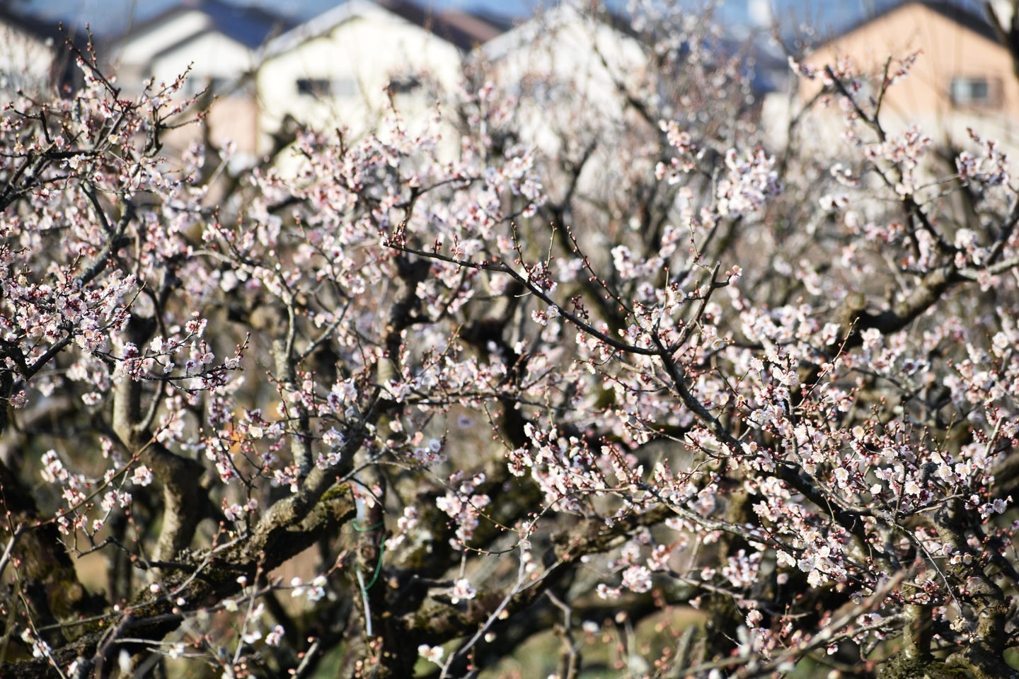 白梅（市辺梅林）　三分咲き　2021年2月21日