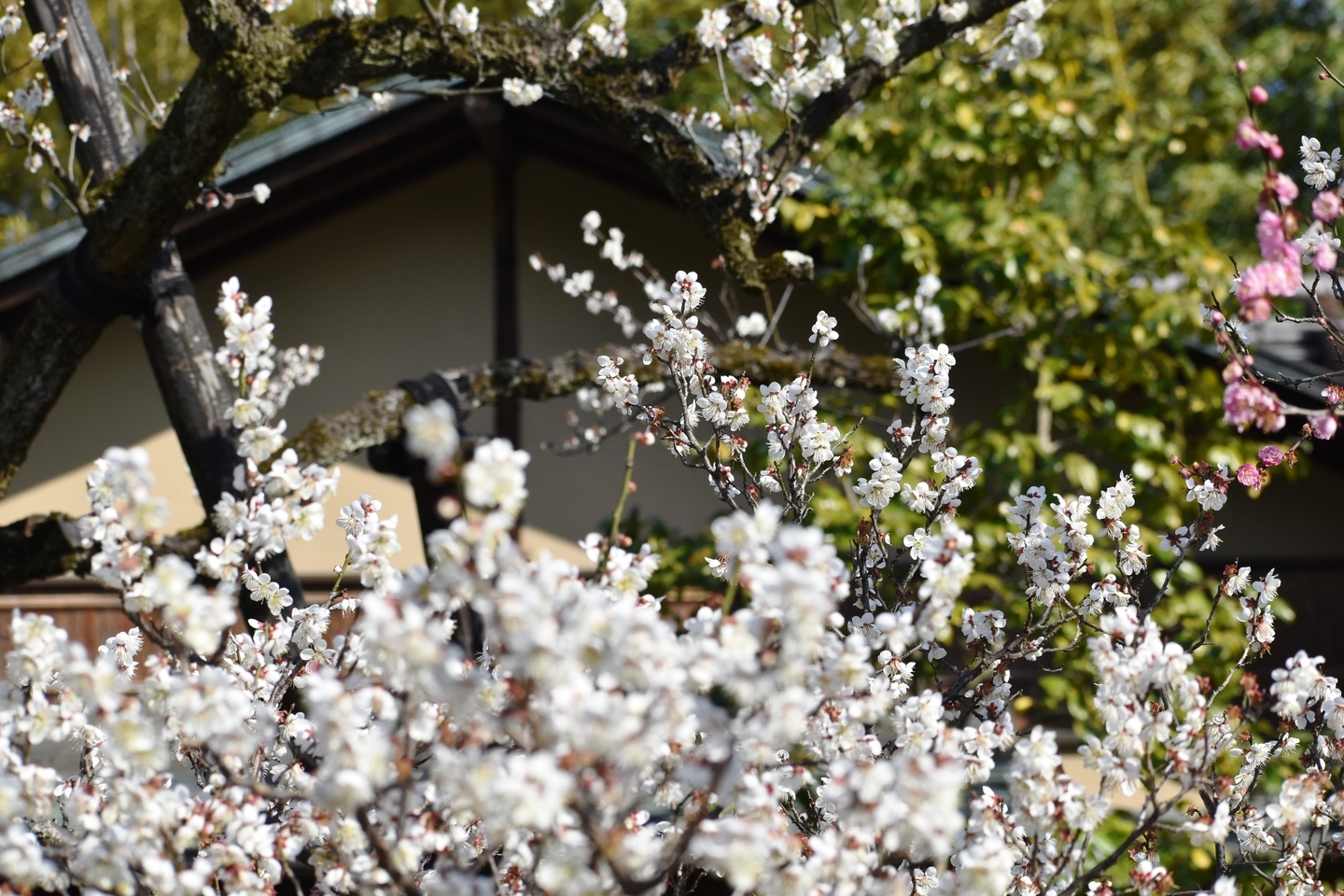 白梅（梅隠）　見頃　2021年2月21日　撮影：MKタクシー