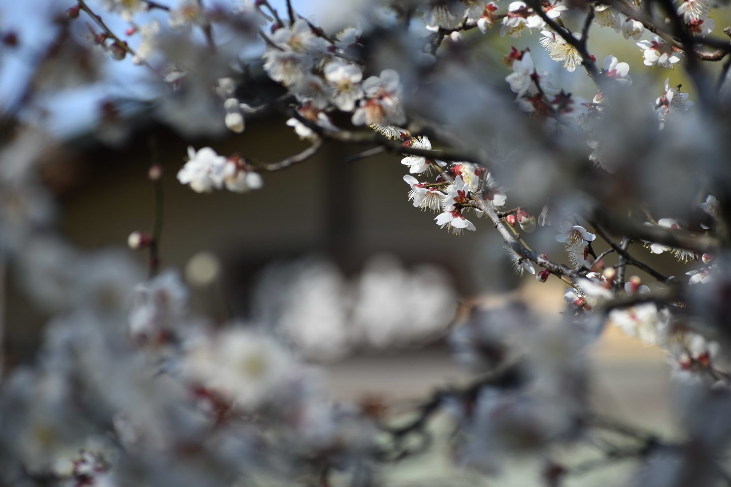 白梅(松隠) 見頃 2021年2月21日 撮影:MKタクシー