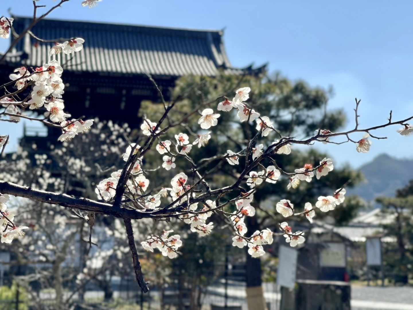 白梅(竹仙前) 見頃 2021年2月22日 撮影:MKタクシー