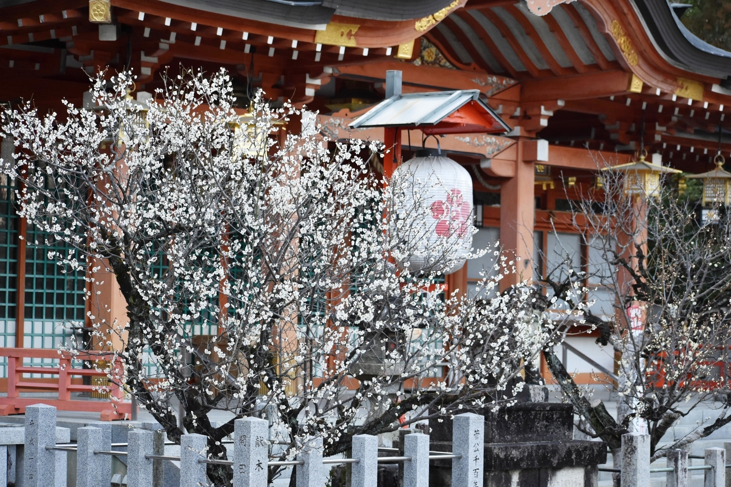 白梅(本殿前) 見頃 2021年2月21日 撮影:MKタクシー