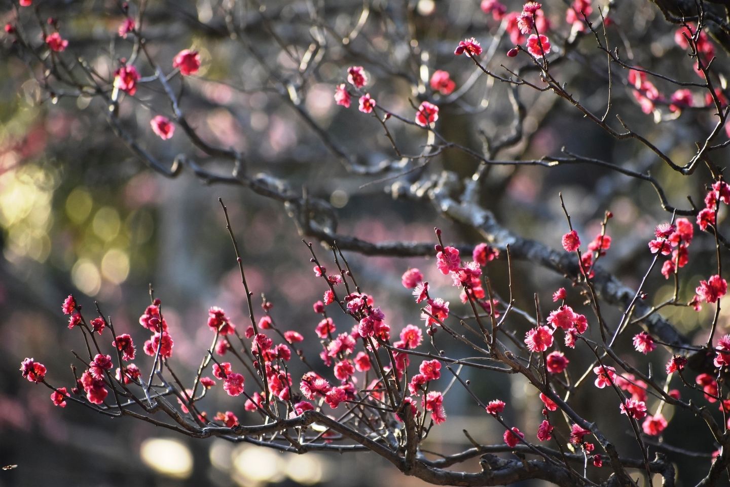 紅千鳥(長岡公園・梅林) 見頃 2021年2月21日 撮影:MKタクシー