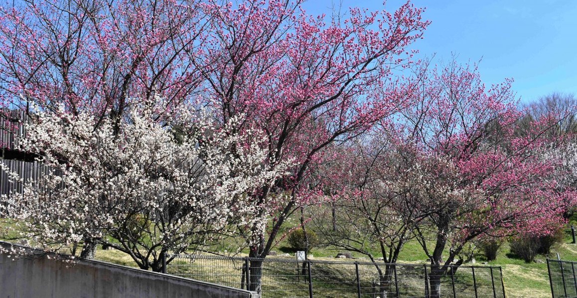 紅梅　見頃　2019年3月9日　撮影：MKタクシー