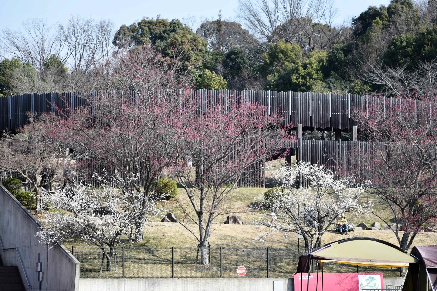 梅　五分咲き　2021年2月21日　撮影：MKタクシー