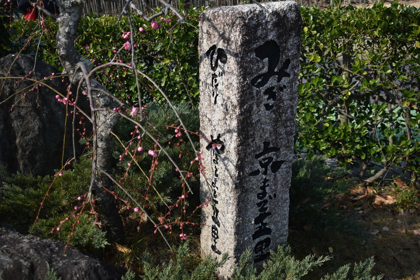 枝垂梅 咲きはじめ 2021年2月21日 撮影:MKタクシー