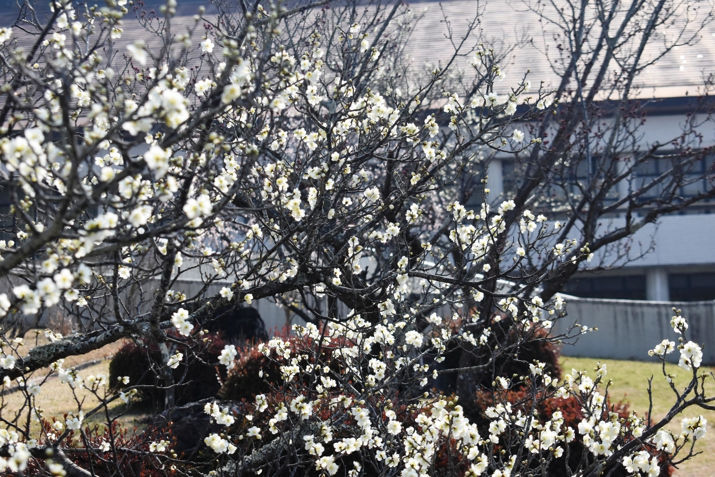 白梅（城陽市市民体育館）　五分咲き　2021年2月21日　撮影：MKタクシー