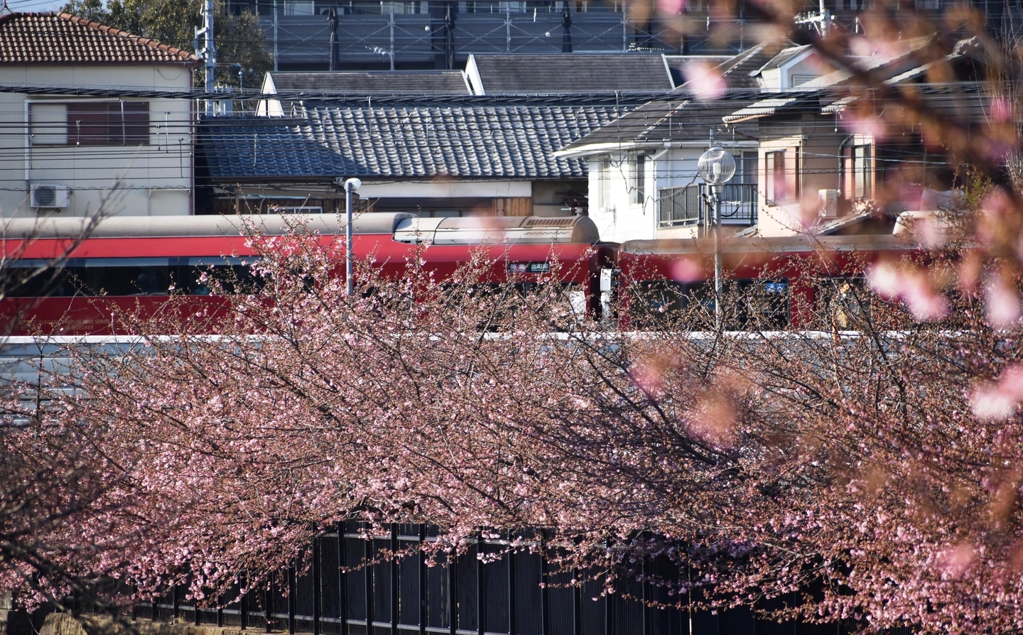 河津桜と京阪8000系　2021年2月21日　撮影：MKタクシー