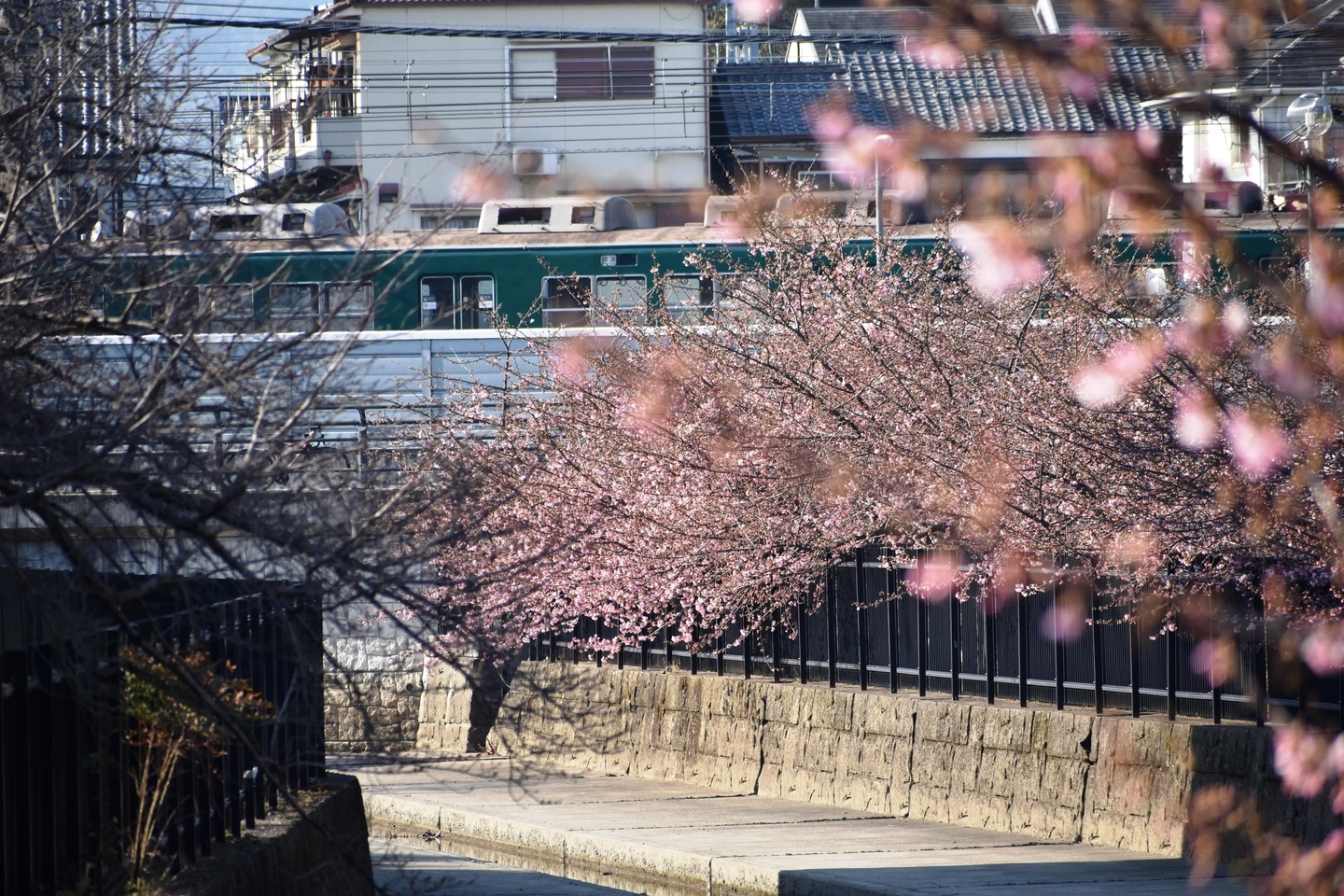 河津桜と回送車両　2021年2月21日　撮影：MKタクシー