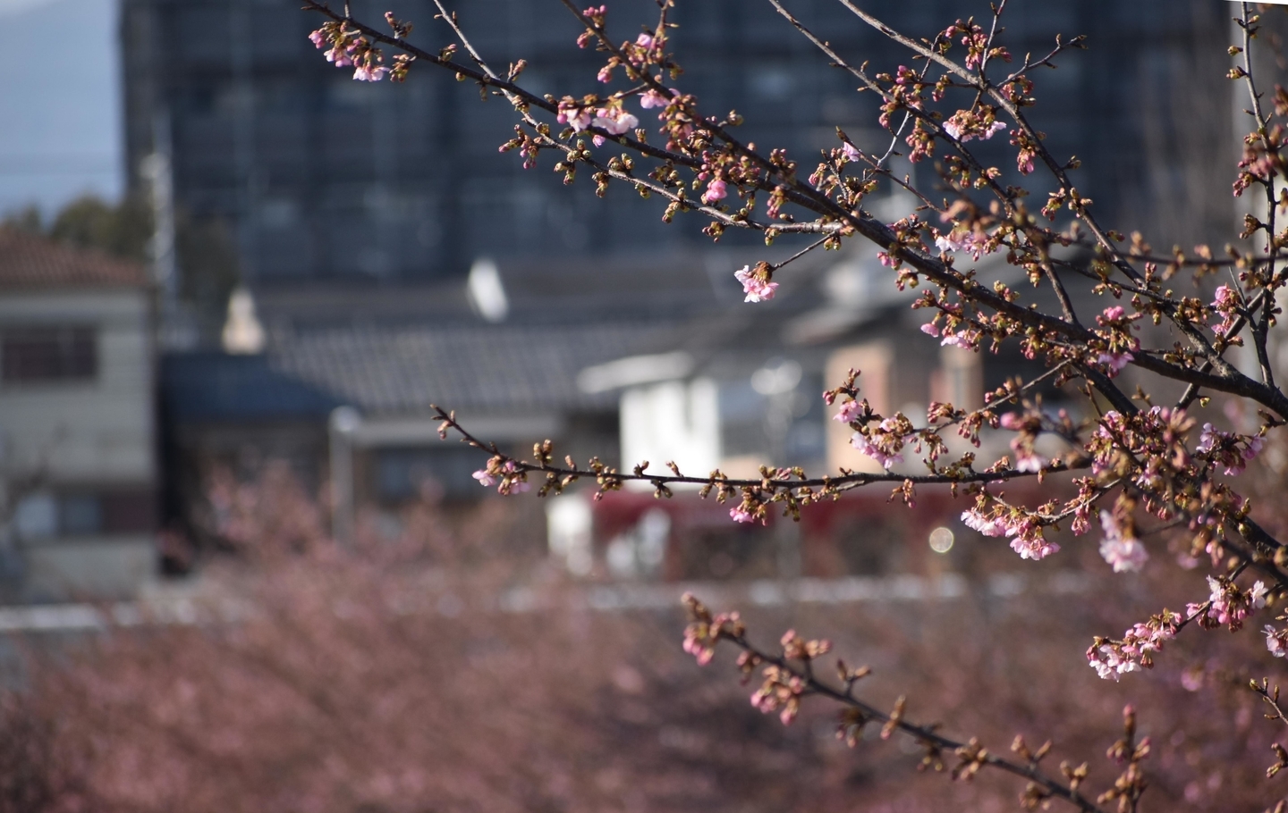 河津桜と京阪8000系 2021年2月21日 撮影:MKタクシー