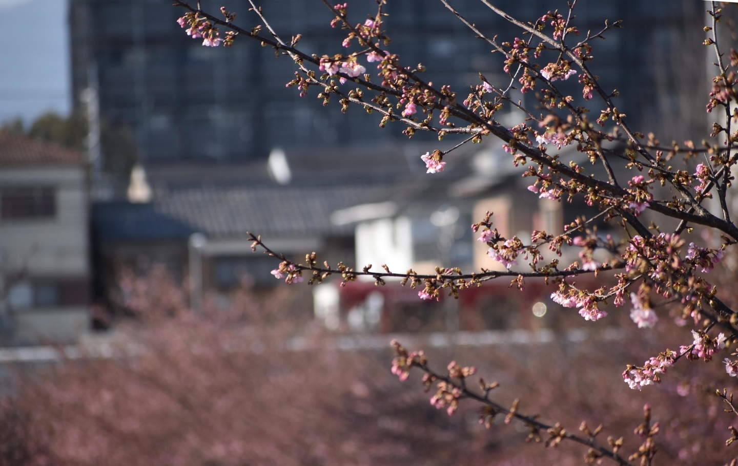 河津桜と京阪8000系　2021年2月21日　撮影：MKタクシー