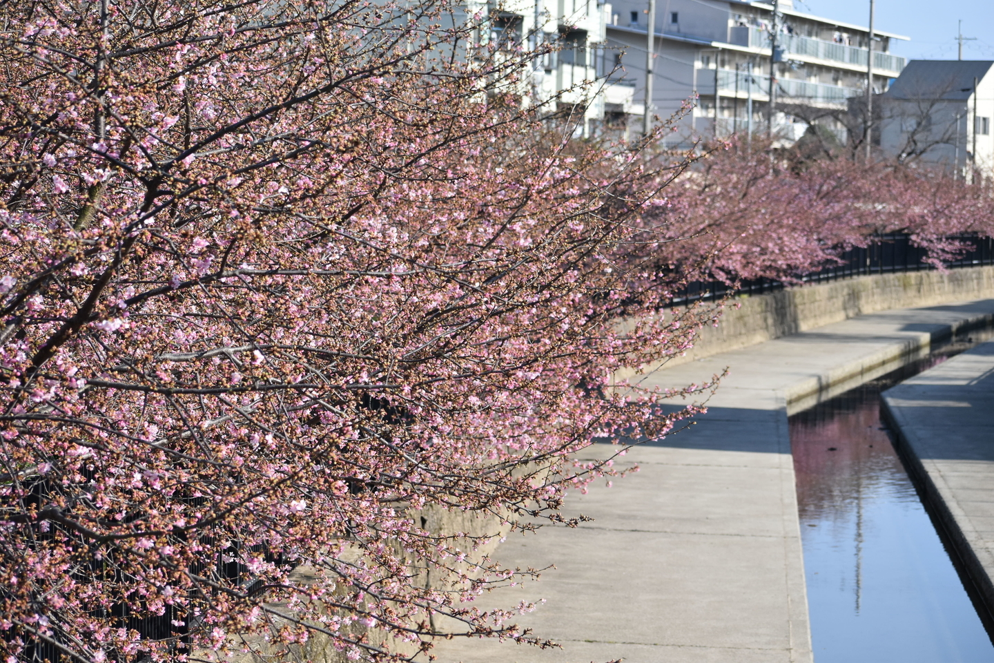 淀水路の河津桜　三分咲き　2021年2月21日　撮影：MKタクシー