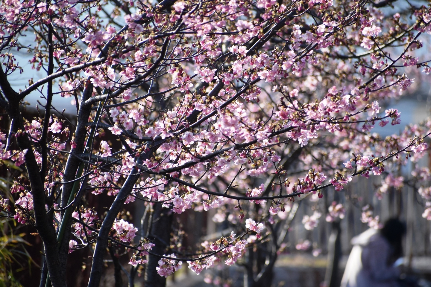 淀 河津 桜