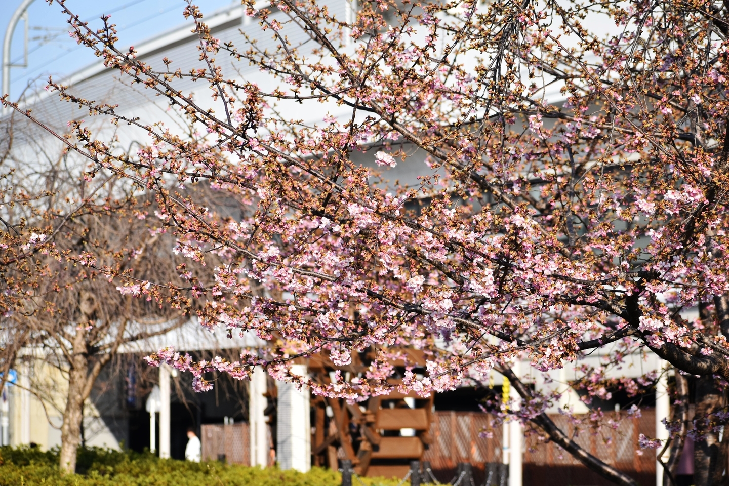 淀駅前の河津桜　五分咲き　2021年2月21日　撮影：MKタクシー