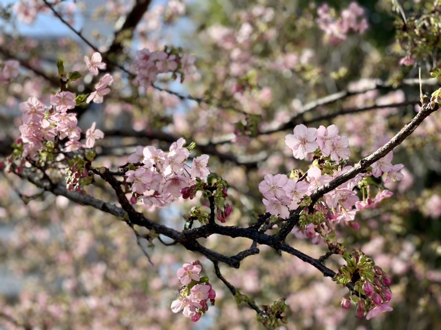 一条戻り橋の河津桜　三分咲き　2021年2月22日　撮影：MKタクシー