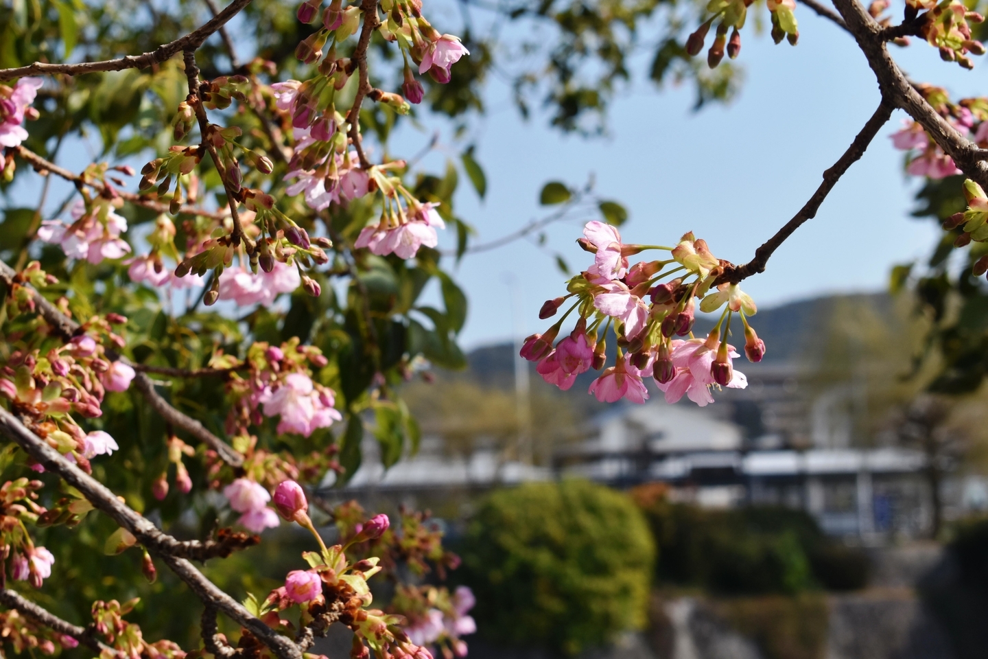 三条大橋西詰の河津桜 咲きはじめ 2021年2月20日 撮影:MKタクシー
