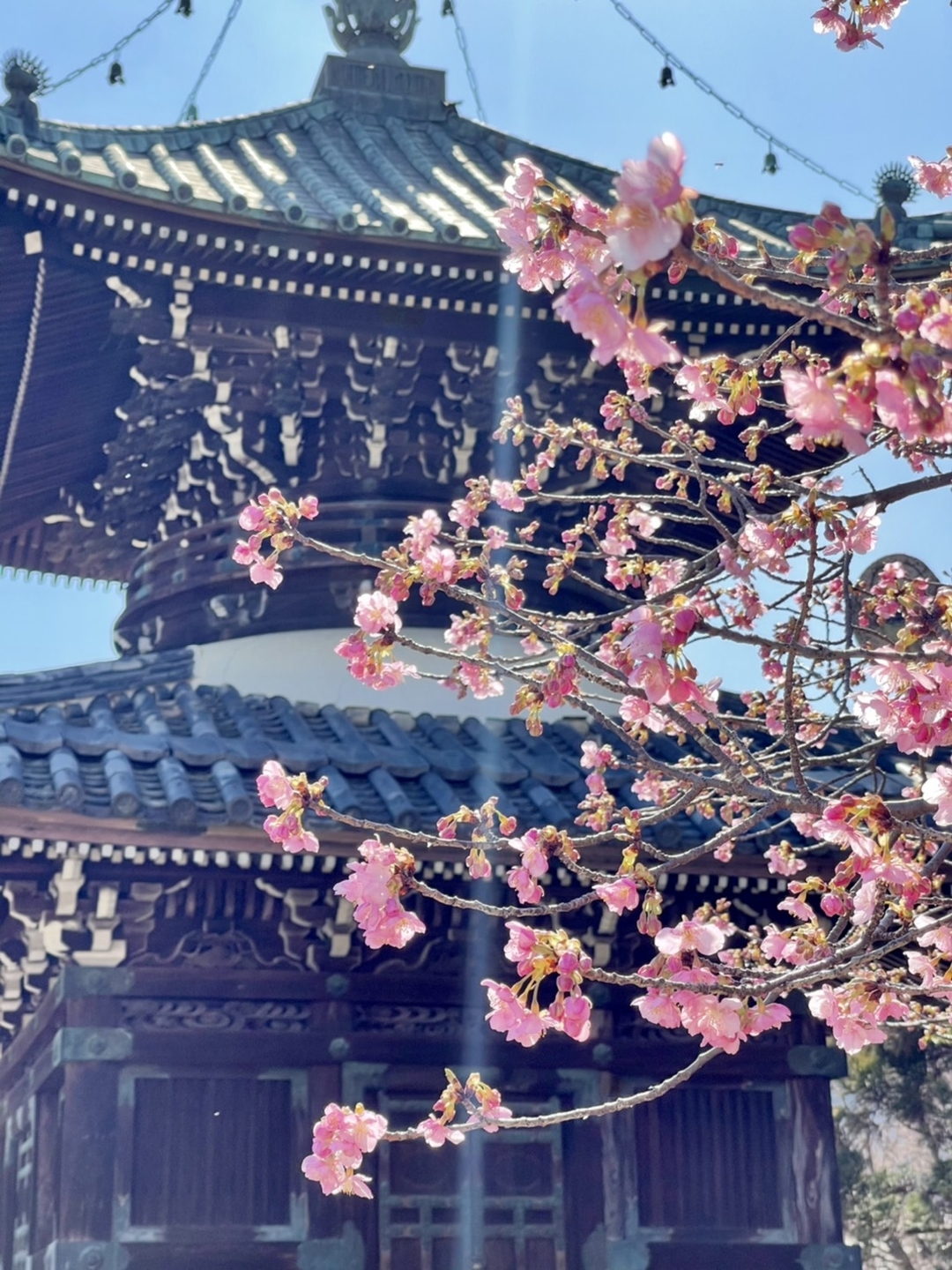 清凉寺の河津桜（多宝塔前）　三分咲き　2021年2月22日　撮影：MKタクシー