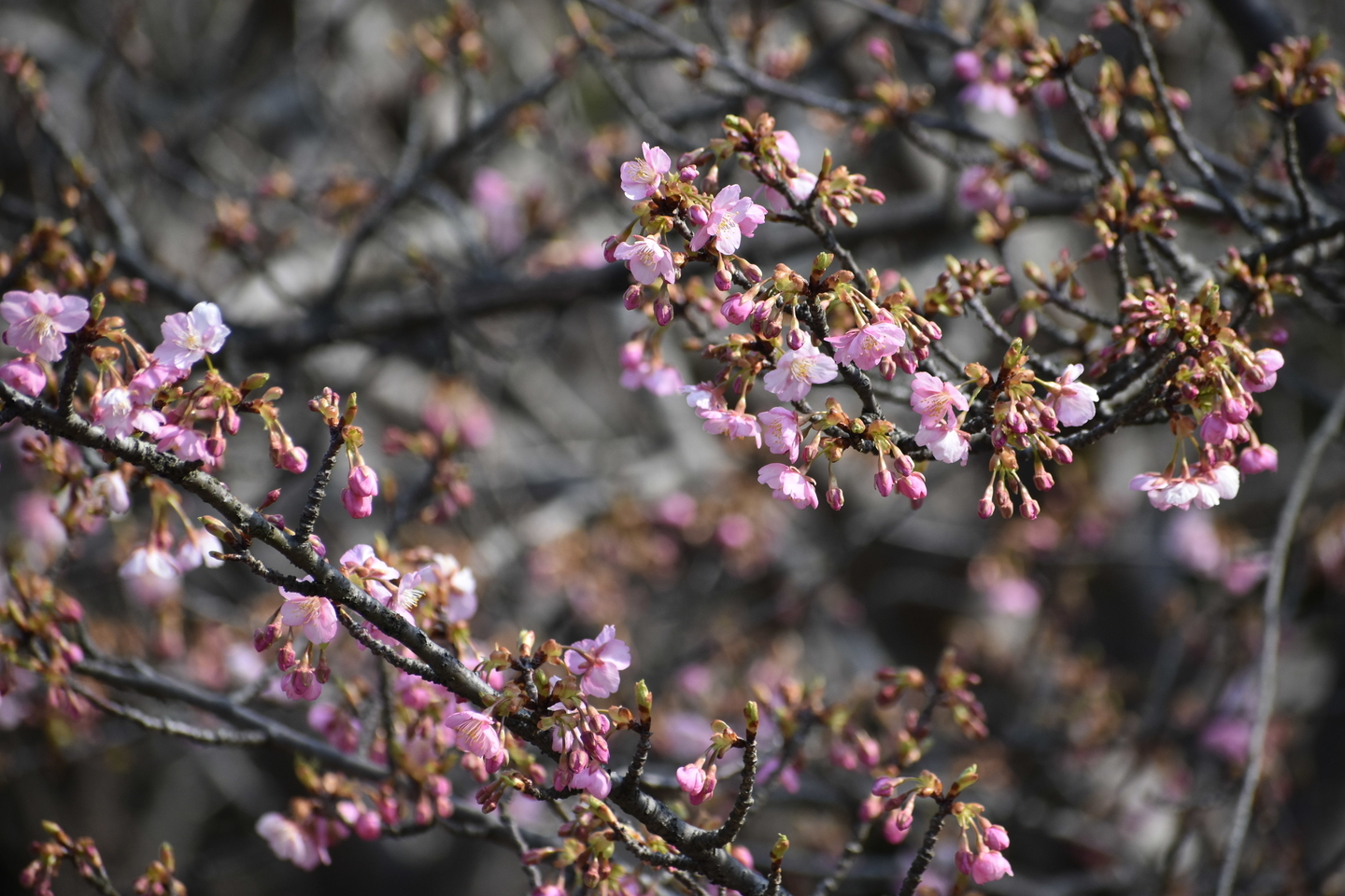 宇治市植物公園の河津桜 三分咲き 2021年2月21日 撮影:MKタクシー