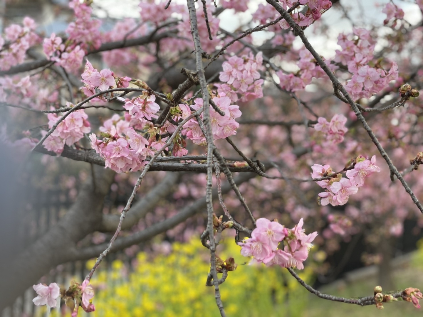 淀水路の河津桜　五分咲き　2021年2月23日　撮影：MKタクシー