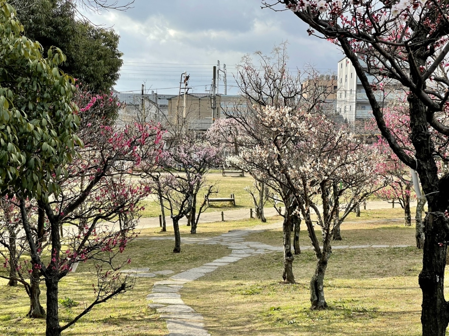 梅林　見頃　2021年2月23日　撮影：MKタクシー