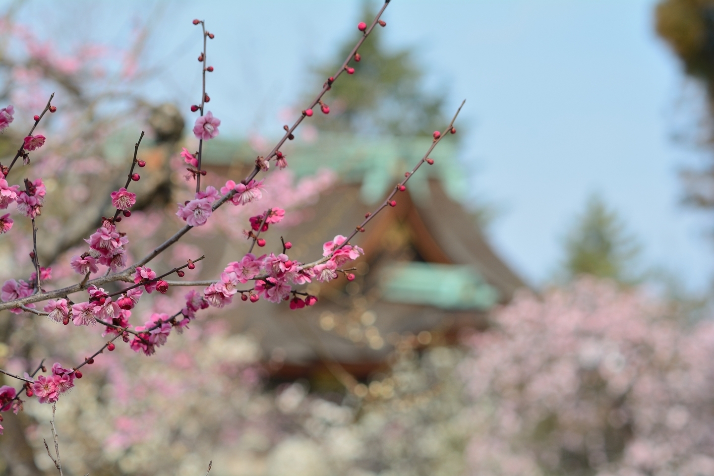 京都府 北野天満宮(京都の春におすすめ梅苑・梅林スポット! 撮影した写真の紹介、アクセス情報や交通手段・駐車場情報など) - 写真や映像で紹介 ...