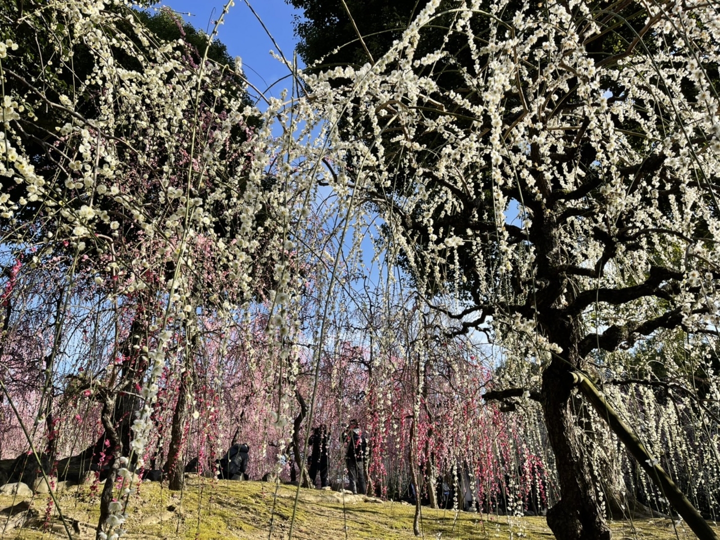 枝垂梅(春の山) 見頃 2020年2月24日 撮影:MKタクシー