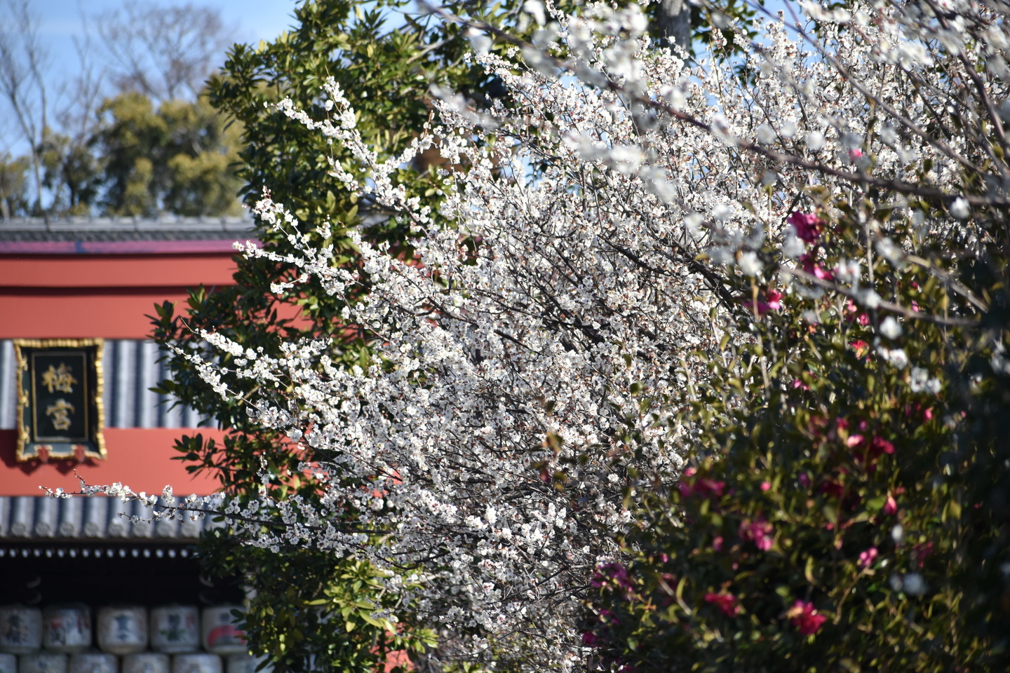 白梅(鳥居) 見頃 2021年2月25日 撮影:MKタクシー