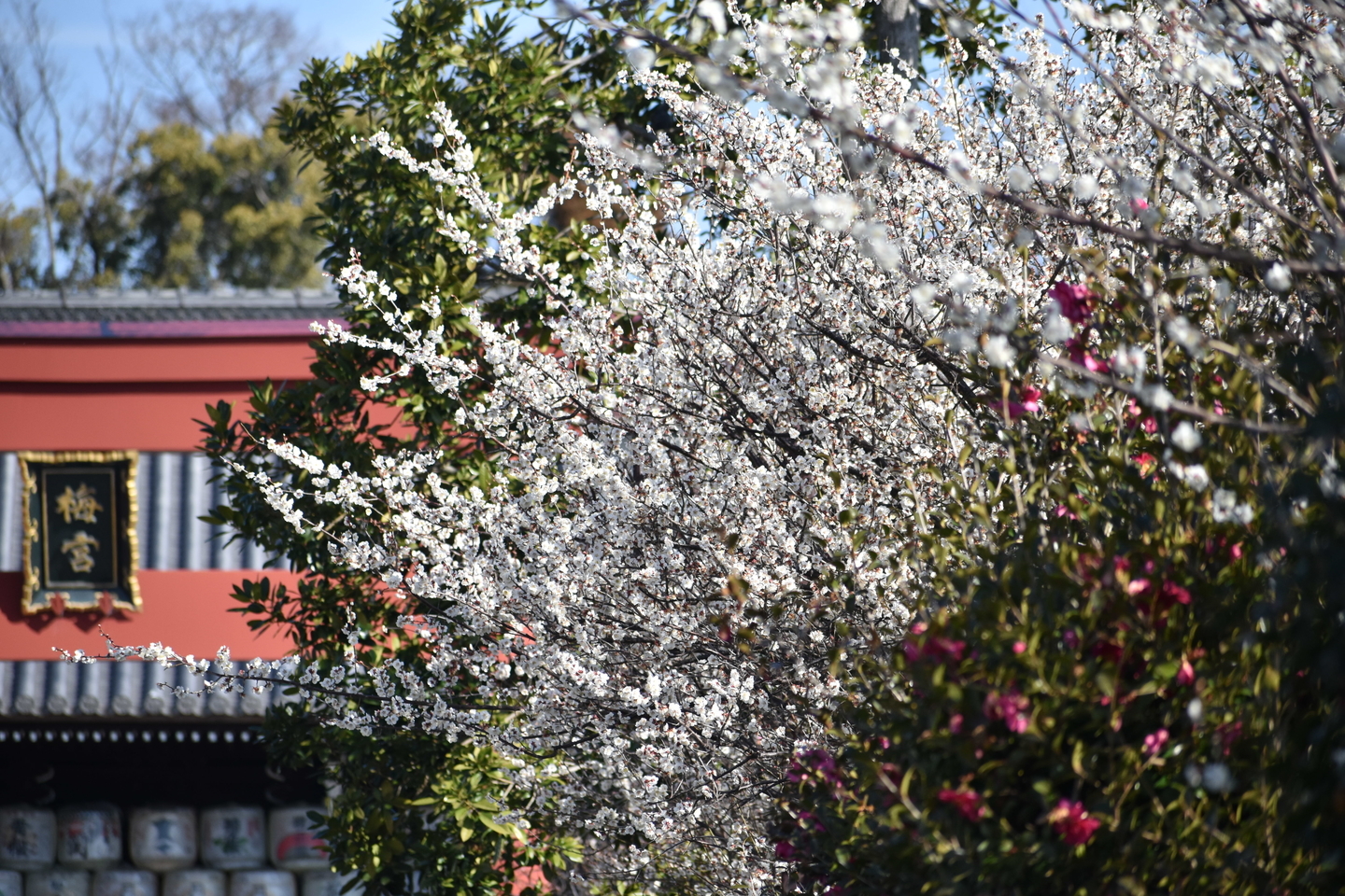 白梅（鳥居）　見頃　2021年2月25日　撮影：MKタクシー