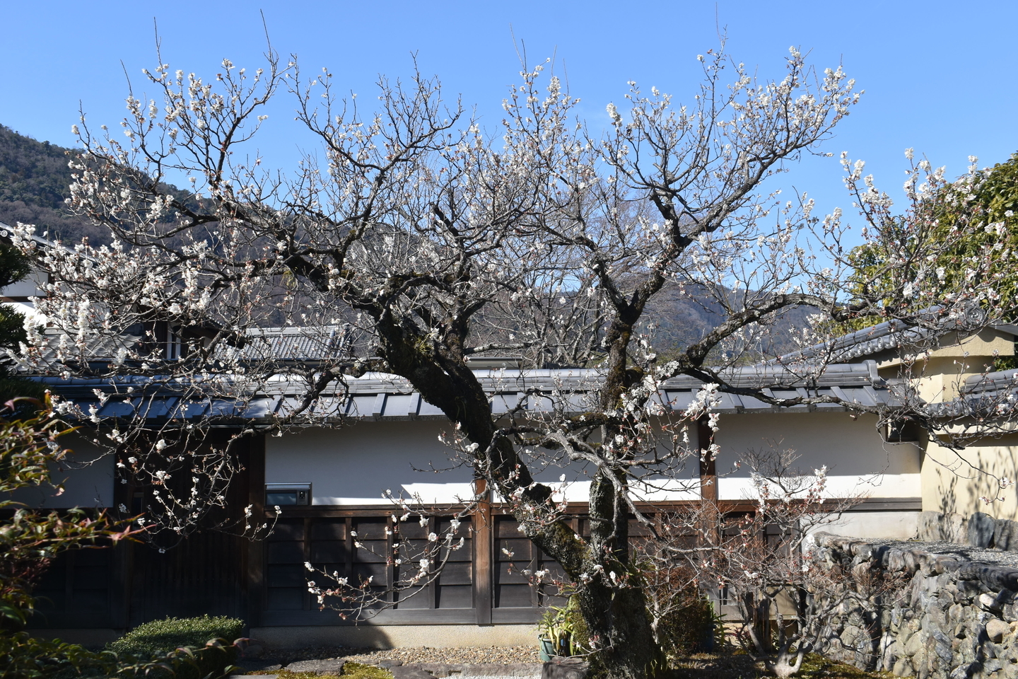 白梅（妙智院）　散りはじめ　2021年2月25日　撮影：MKタクシー