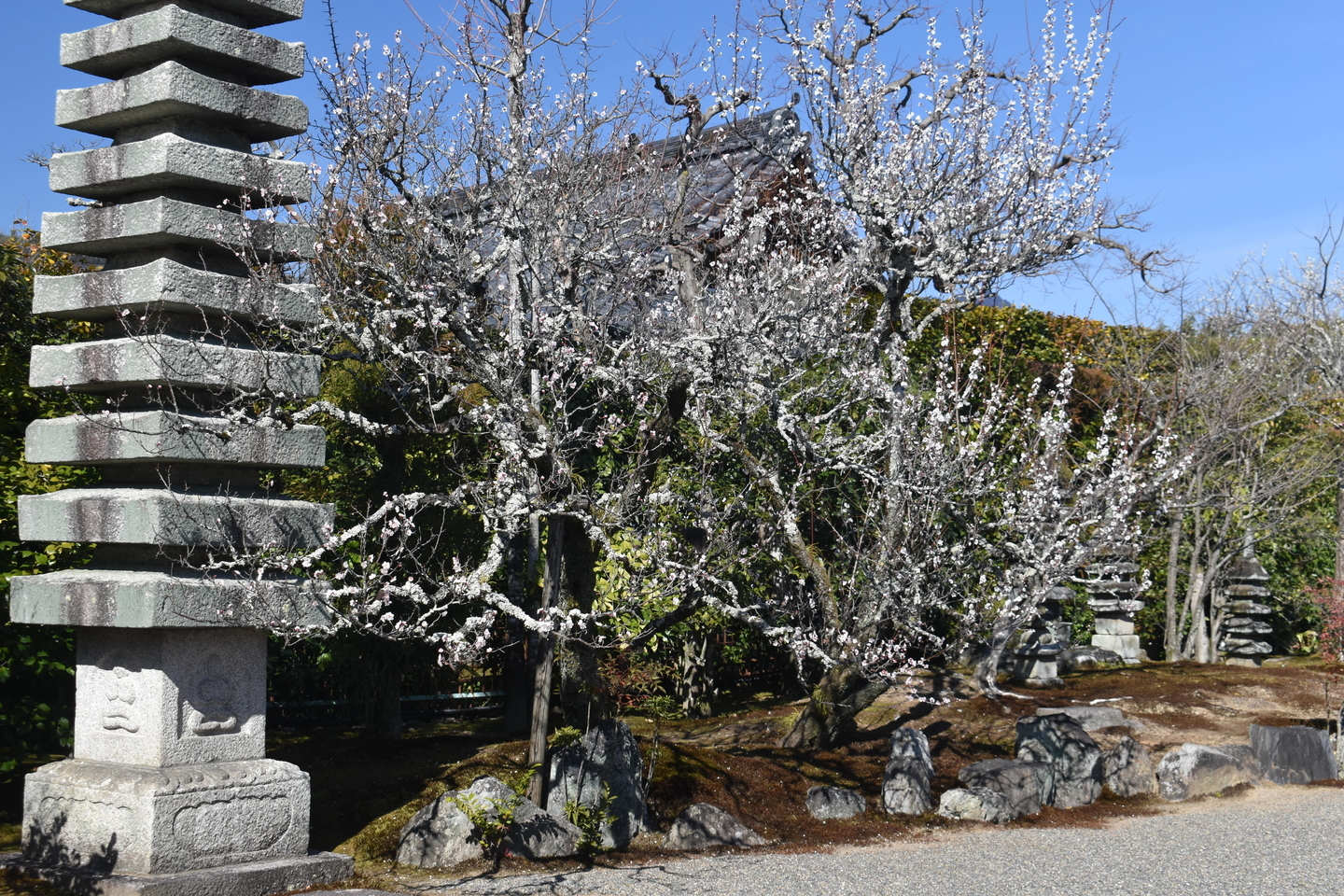 白梅(三秀院) 五分咲き 2021年2月25日 撮影:MKタクシー